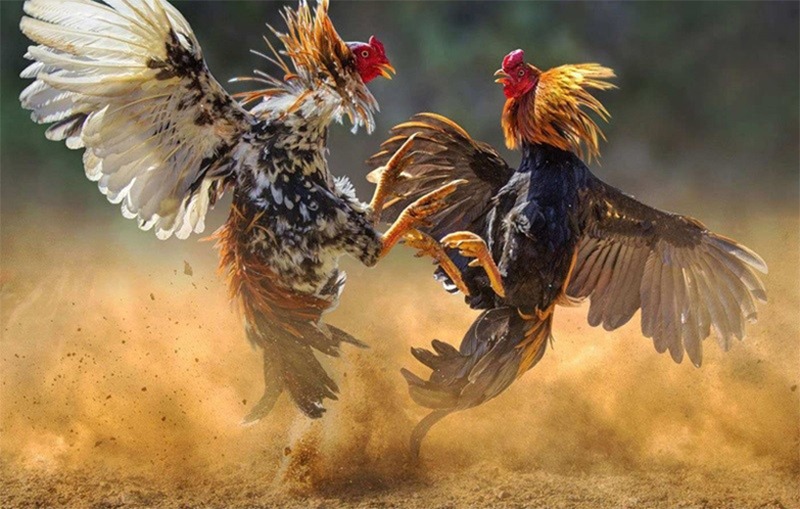 Hướng dẫn cá cược đá gà cho người mới chi tiết từ A đến Z