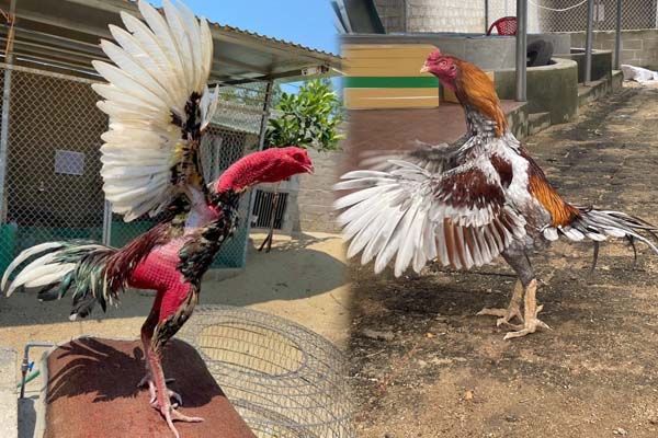 Hướng dẫn cá cược đá gà để có tỷ lệ thắng cao: Chọn chiến kê khỏe, đá tốt